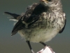 mockingbird juvenile durham 52305.JPG
